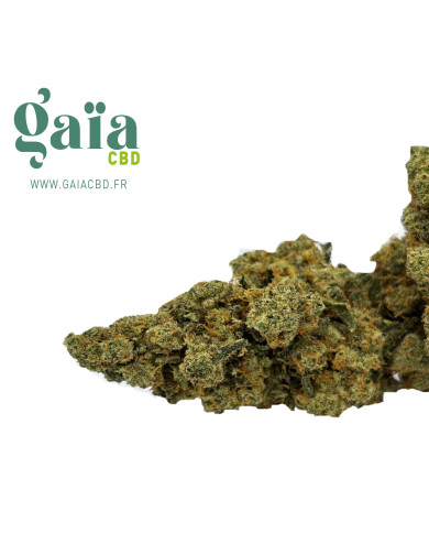 AMNE US GAIA CBD