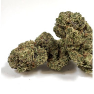 Gaïa CBD WHITE SHARK