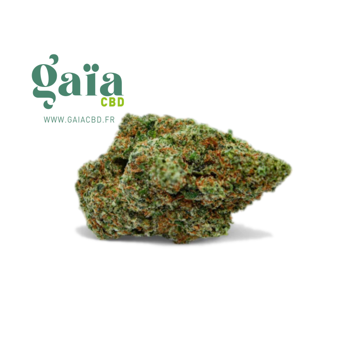 💥NEW ! LEMON POP CALI