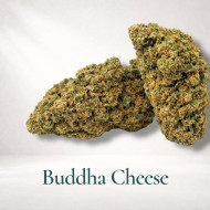 buddha cheese gaia cbd