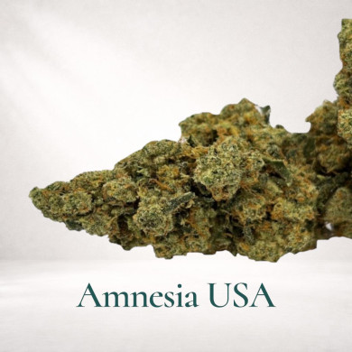 AMNESIA US 2026 GAIA CBD