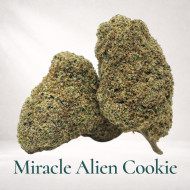 CALI MIRACLE ALIEN COOKIE 2026 GAIA CBD