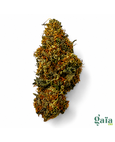 Fruit du démon I Gaia CBD Halluin Fleur cbd premium