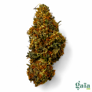 Fruit du démon I Gaia CBD Halluin Fleur cbd premium