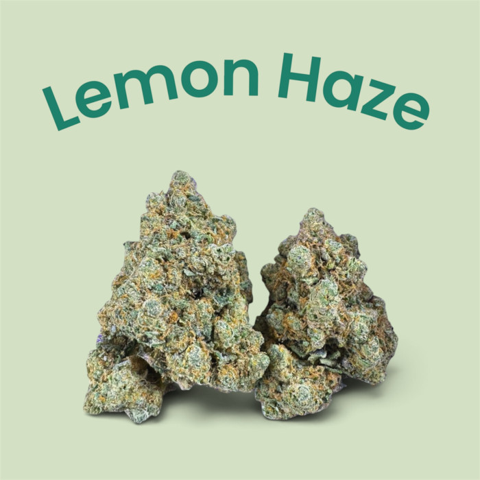 🍋 New ! Lemon Haze I indoor Premium++